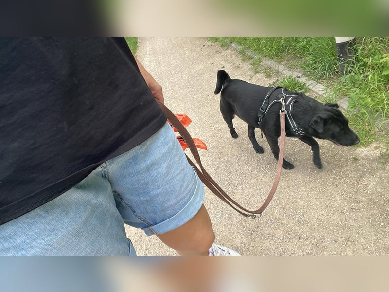 FRIDA ❤️ gemütlicher Labrador Shar-Pei Dame, Pflegefamilie Köln