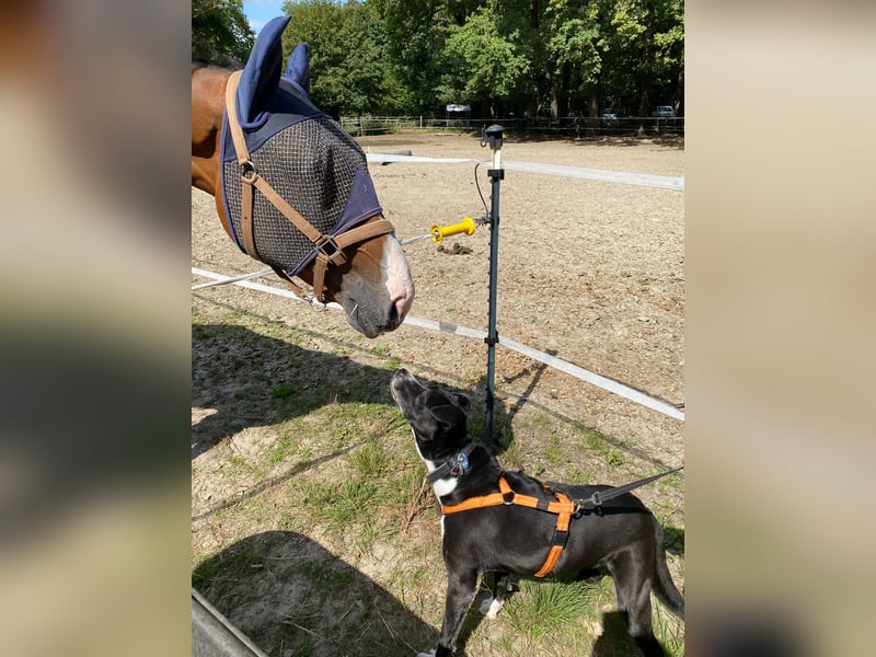 BLANCA ❤️ Sonnenschein Familienhündin, Pflegefamilie Köln