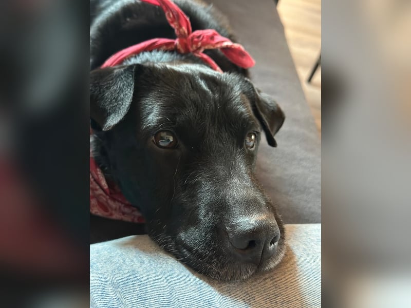 FRIDA ❤️ gemütlicher Labrador Shar-Pei Dame, Pflegefamilie Köln