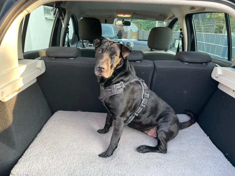 FRIDA ❤️ gemütlicher Labrador Shar-Pei Dame, Pflegefamilie Köln