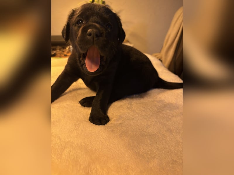Labrador Welpen in braun und schwarz