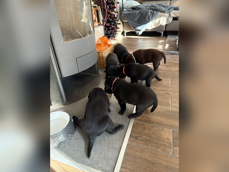 Labrador Welpen in braun und schwarz