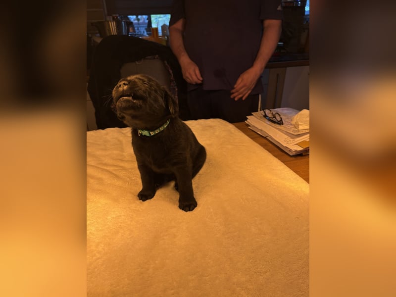 Labrador Welpen in braun und schwarz