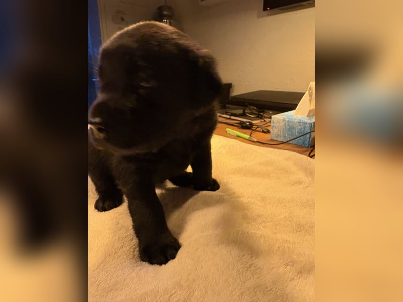 Labrador Welpen in braun und schwarz