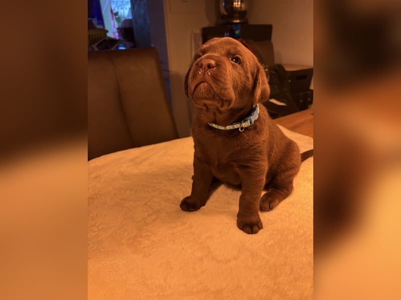 Labrador Welpen in braun und schwarz