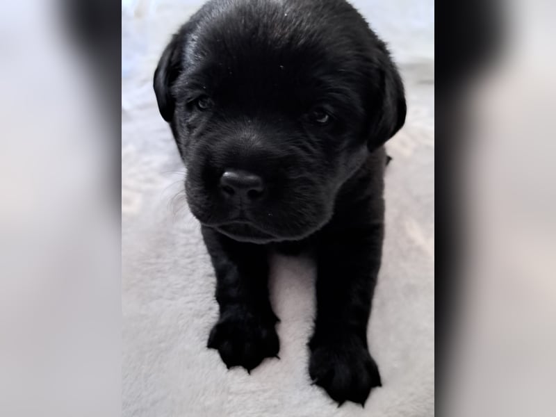 Labrador Welpen in braun und schwarz