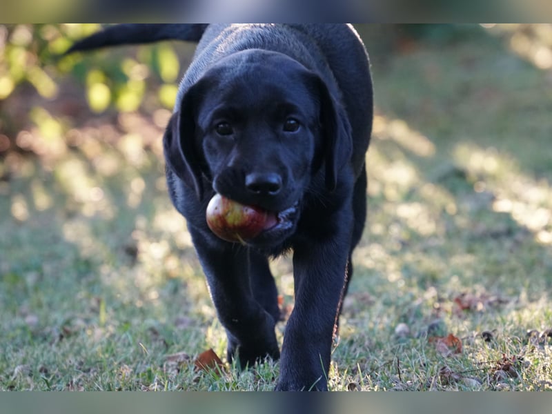 Labradorwelpen