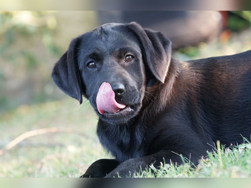 Labradorwelpen