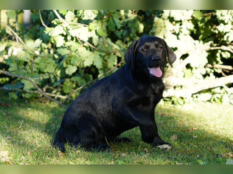 Labradorwelpen