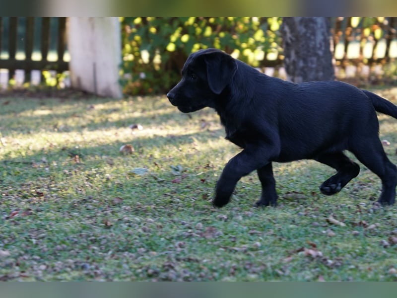 Labradorwelpen
