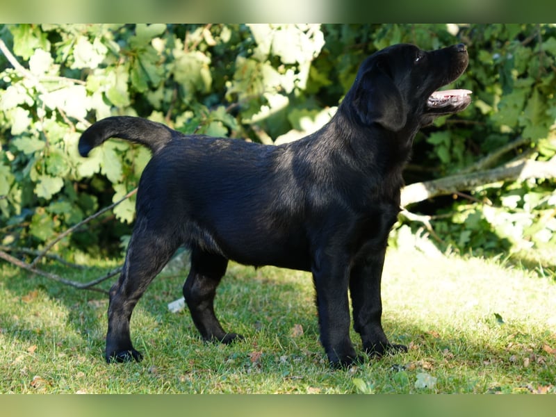 Labradorwelpen