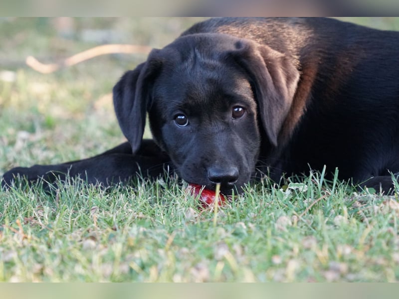 Labradorwelpen