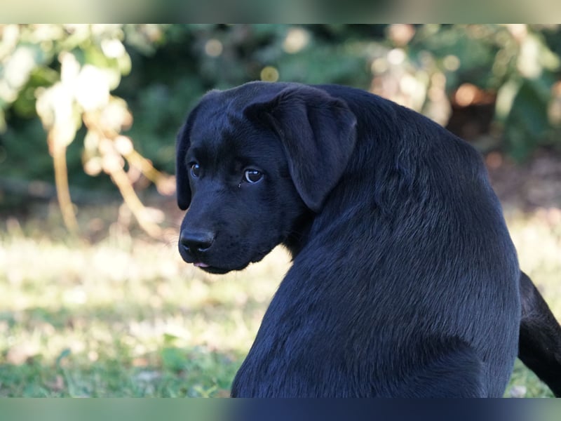 Labradorwelpen