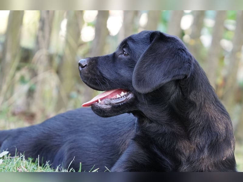 Labradorwelpen