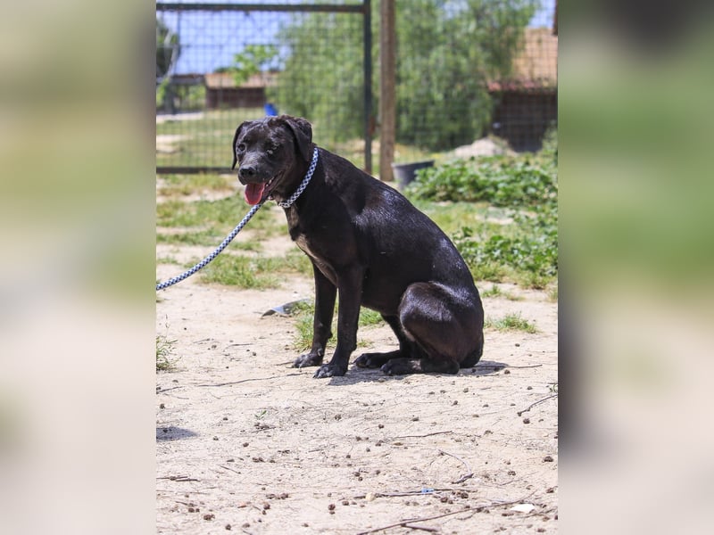 Alma,  Labrador-Mix, lieb und sozial