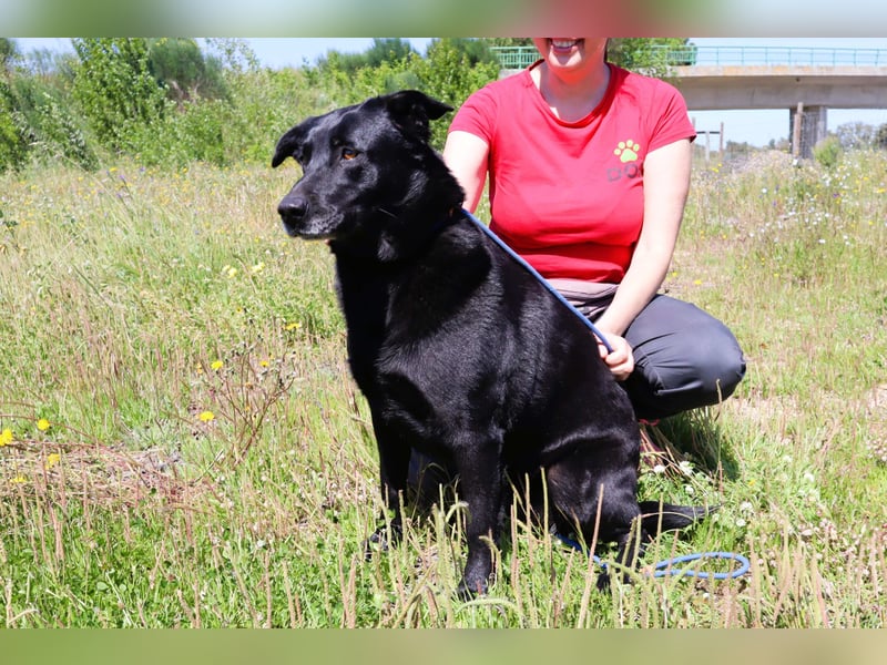 Laura, Labrador-Mix, lieb und sozial