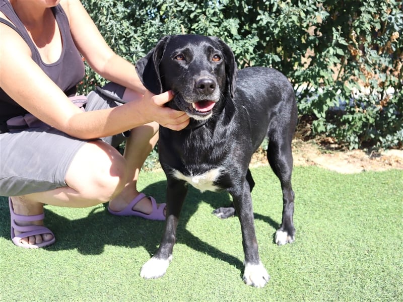 Antoniette, Labrador-Mix  , lieb und verträglich