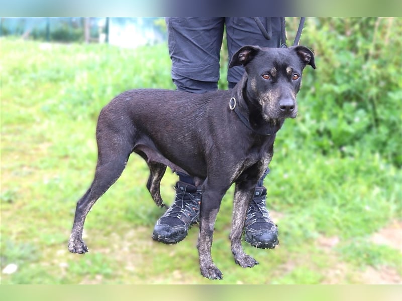 Socha, Mix Labrador / Schäferhund , lieb und verträglich