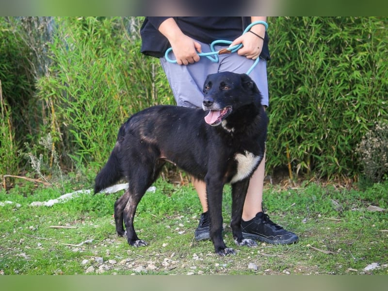 Nera, Labrador-Mix - freundlich und sozial