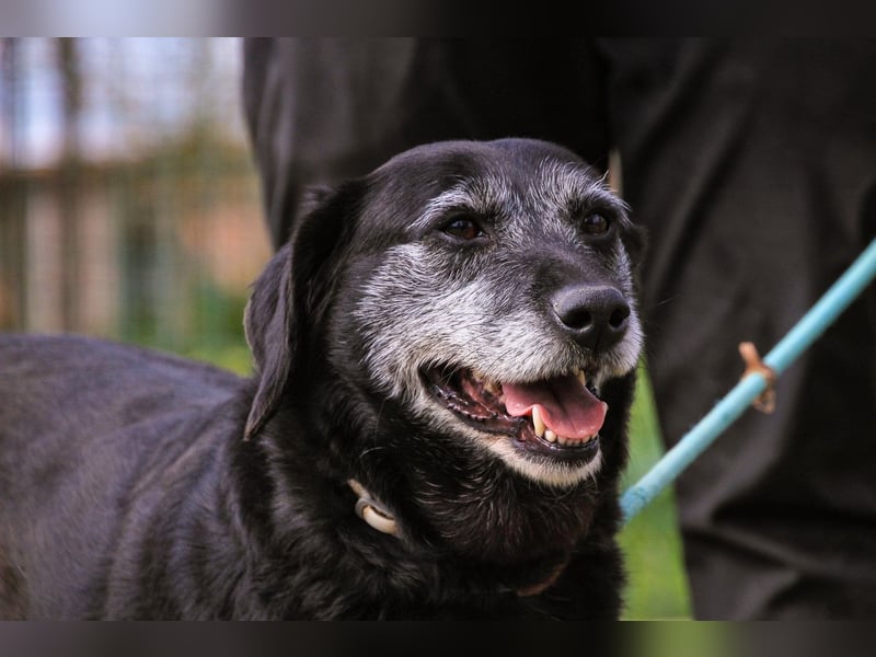Dorothy  - Labrador-Mix, lieb und verträglich