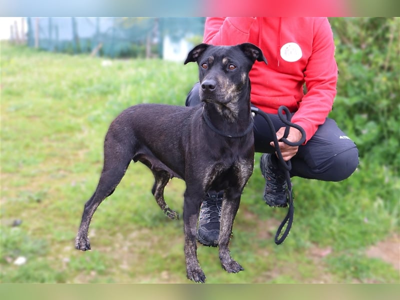 Socha, Mix Labrador / Schäferhund , lieb und verträglich