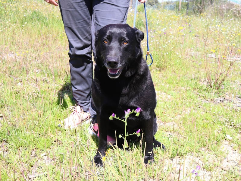 Laura, Labrador-Mix, lieb und sozial