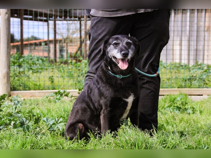 Dorothy  - Labrador-Mix, lieb und verträglich
