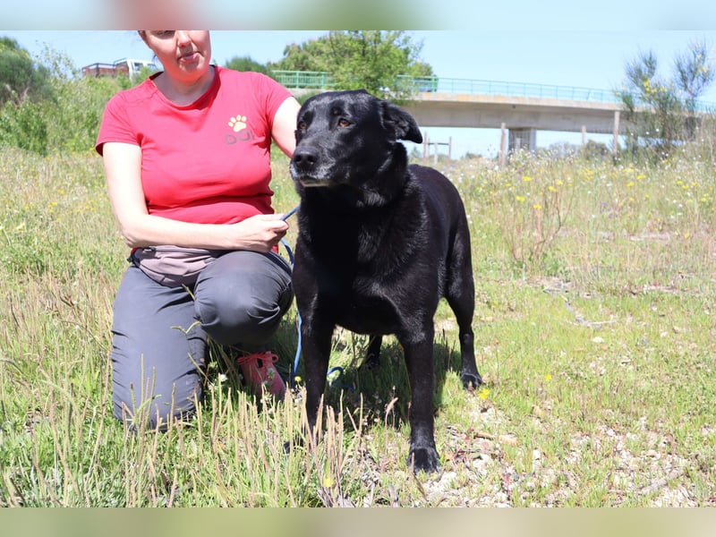 Laura, Labrador-Mix, lieb und sozial