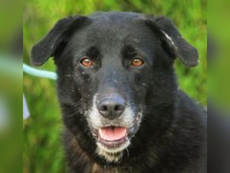 Nera, Labrador-Mix - freundlich und sozial