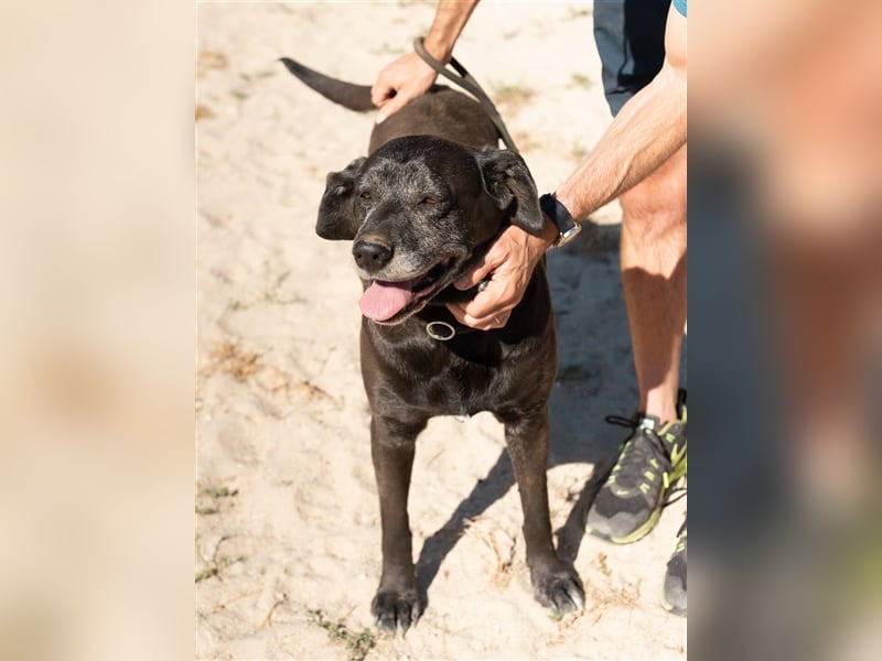 Milla, Labrador-Mix , lieb und verträglich