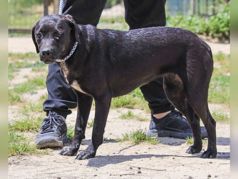Alma,  Labrador-Mix, lieb und sozial