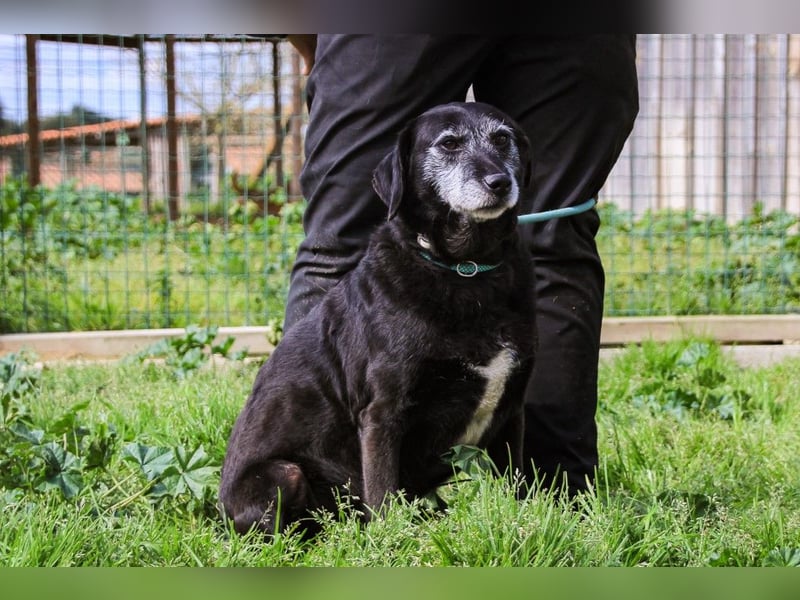 Dorothy  - Labrador-Mix, lieb und verträglich