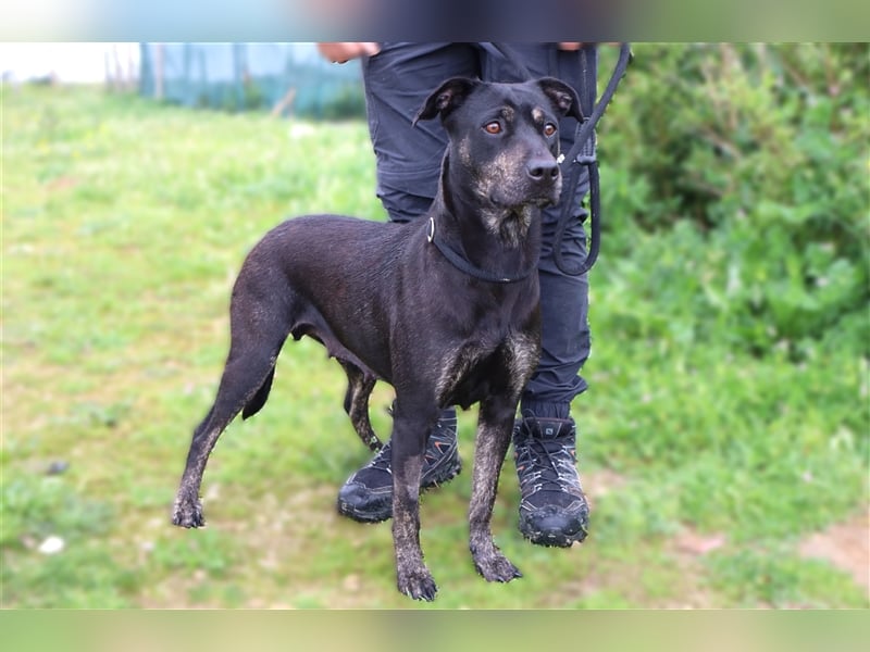 Socha, Mix Labrador / Schäferhund , lieb und verträglich