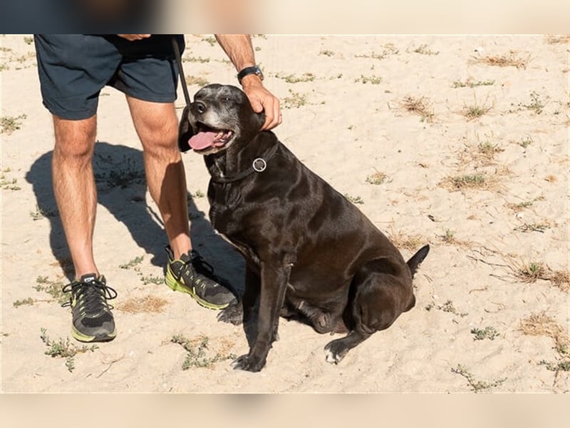 Milla, Labrador-Mix , lieb und verträglich