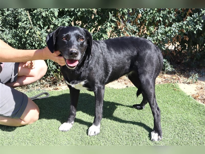 Antoniette, Labrador-Mix  , lieb und verträglich