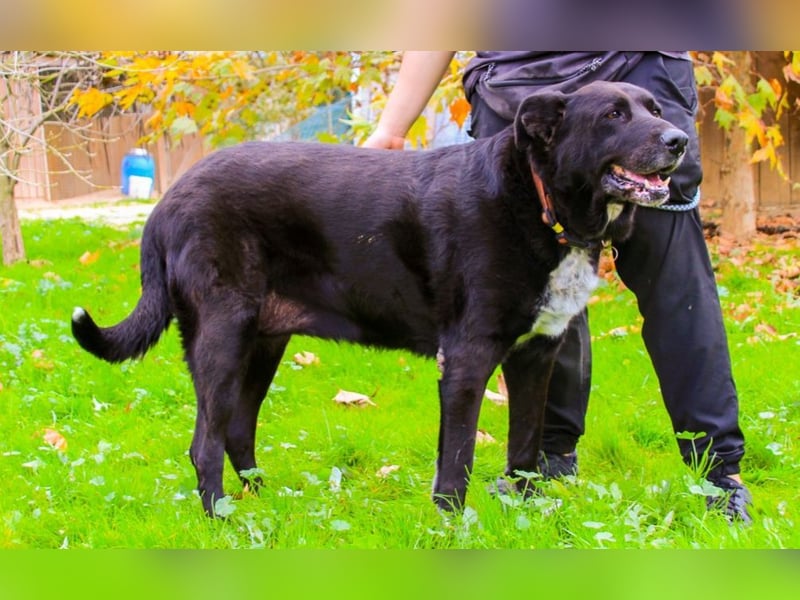 Dota, Labrador-Mix, lieb und sozial