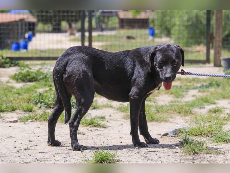 Alma,  Labrador-Mix, lieb und sozial