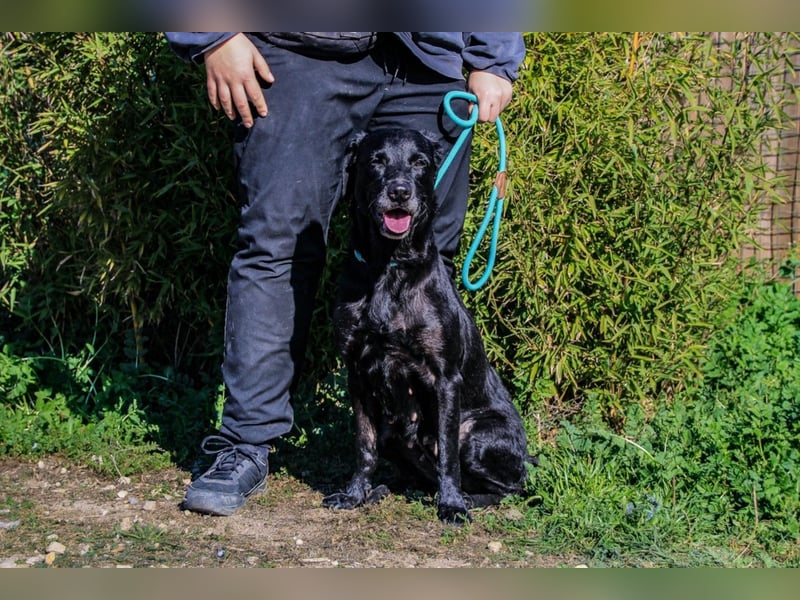 Cindy, Labrador-Mix, lieb und sozial