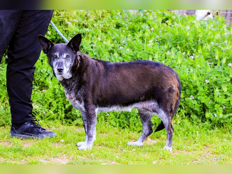 Dolly  - Mix Labrador / Schäferhund, lieb und verträglich