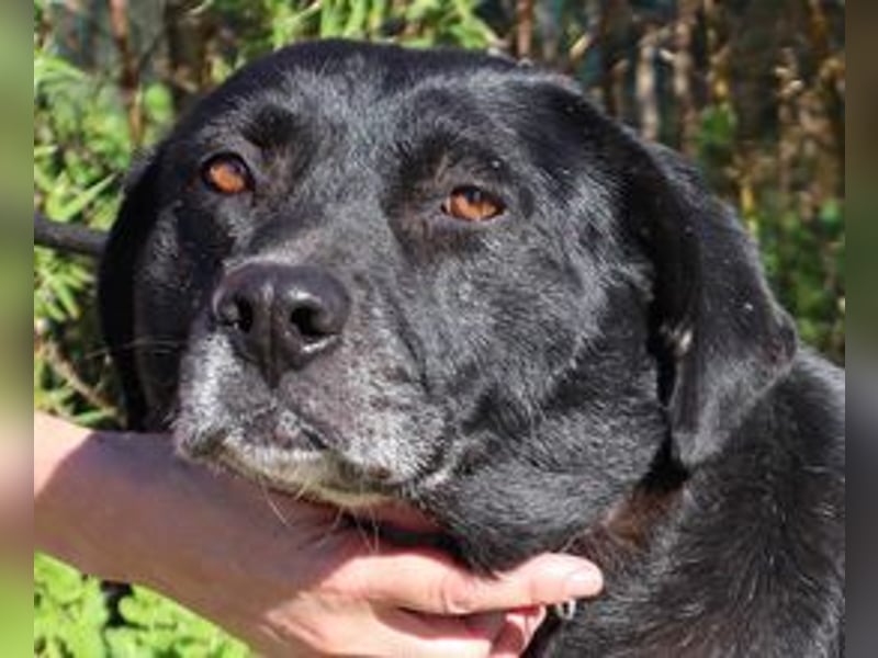 Josephine, Labrador-Mix, lieb und sozial