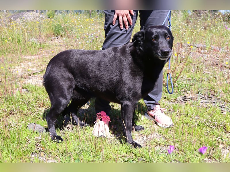Laura, Labrador-Mix, lieb und sozial