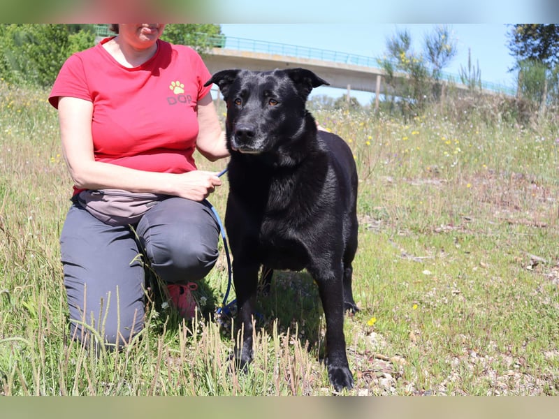 Laura, Labrador-Mix, lieb und sozial