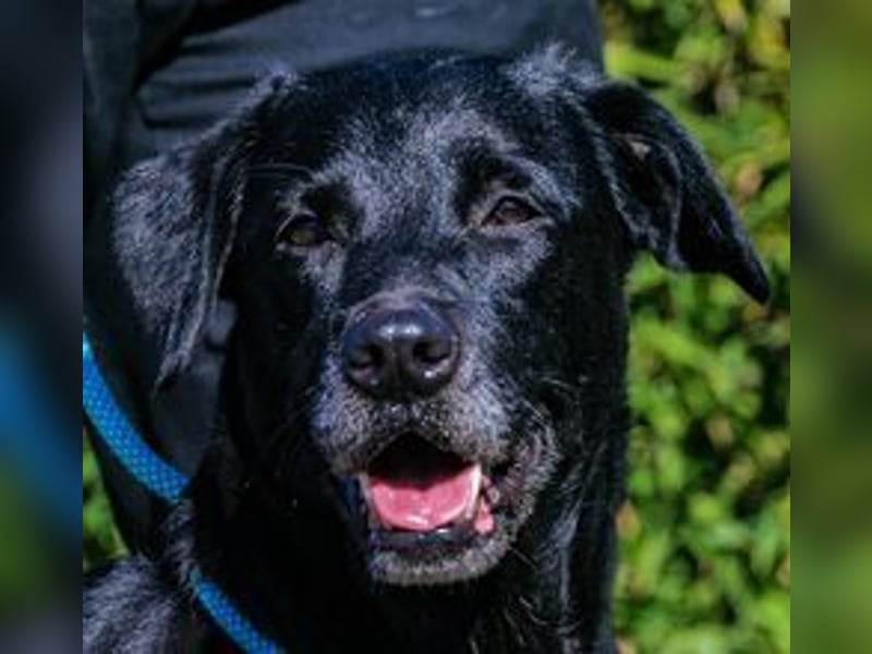Cindy, Labrador-Mix, lieb und sozial