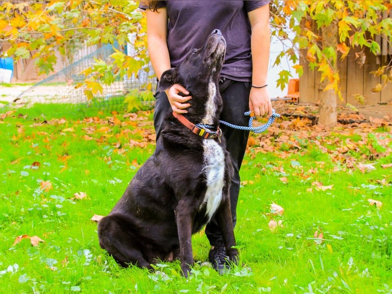 Dota, Labrador-Mix, lieb und sozial