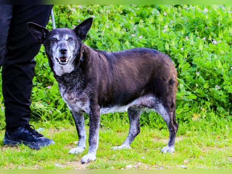 Dolly  - Mix Labrador / Schäferhund, lieb und verträglich