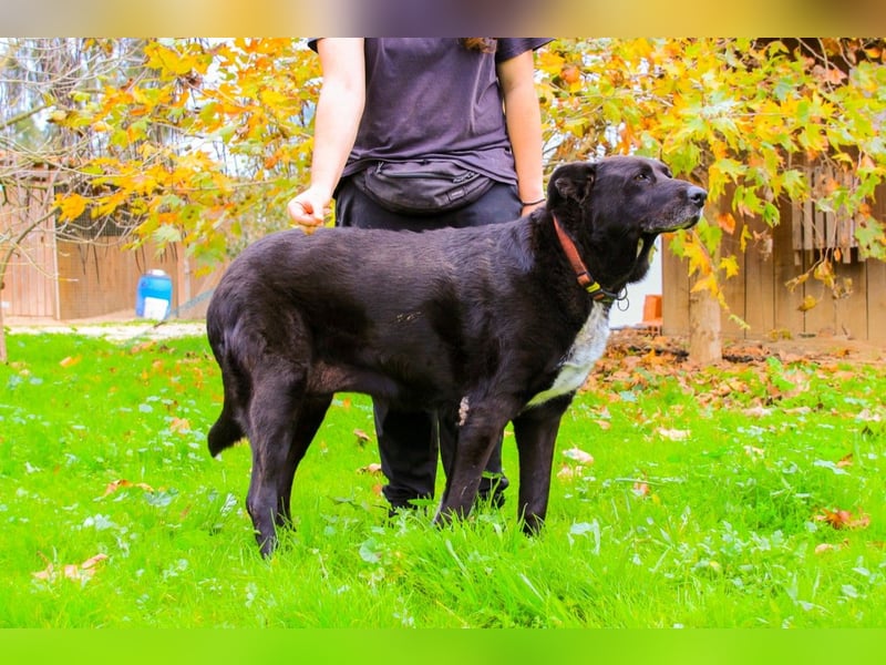 Dota, Labrador-Mix, lieb und sozial