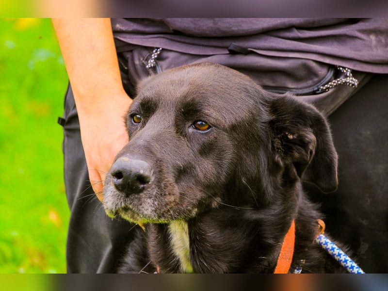 Dota, Labrador-Mix, lieb und sozial