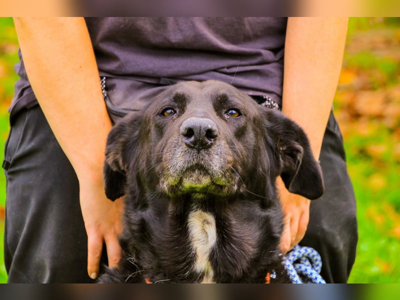 Dota, Labrador-Mix, lieb und sozial