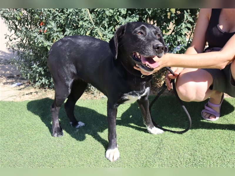 Antoniette, Labrador-Mix  , lieb und verträglich