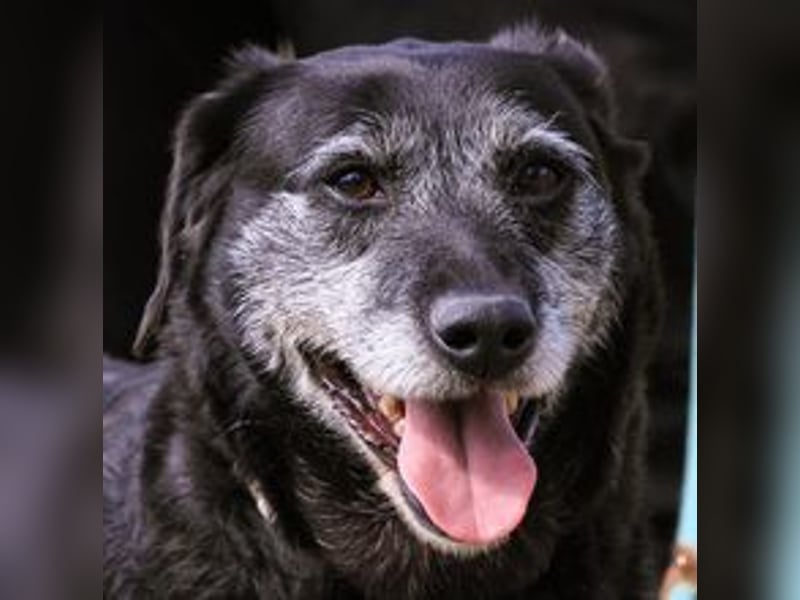 Dorothy  - Labrador-Mix, lieb und verträglich